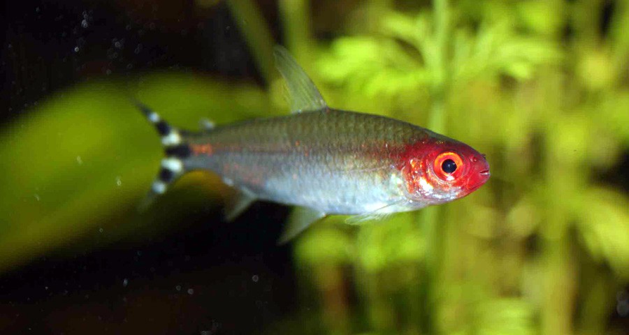 Borrachito