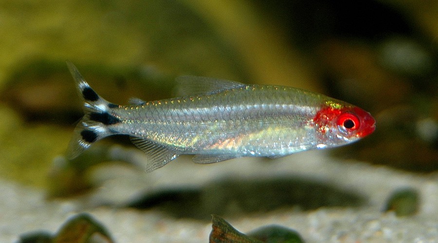 Hemigrammus Rhodostomus 2