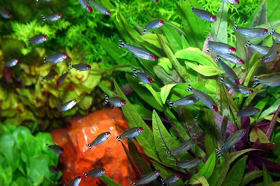 Hemigrammus Rhodostomus 3