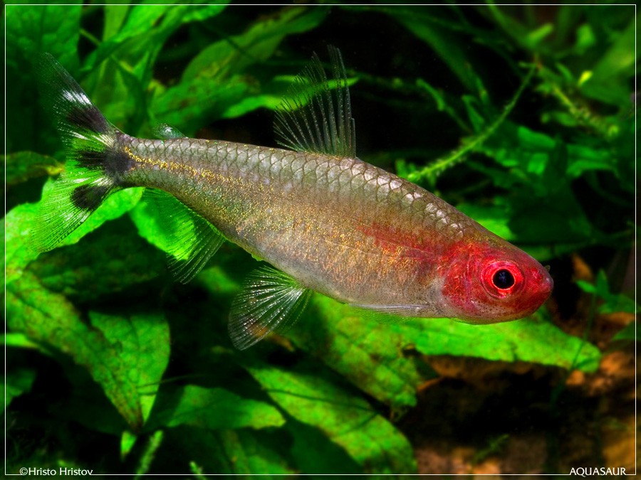 Hemigrammus Rhodostomus 4