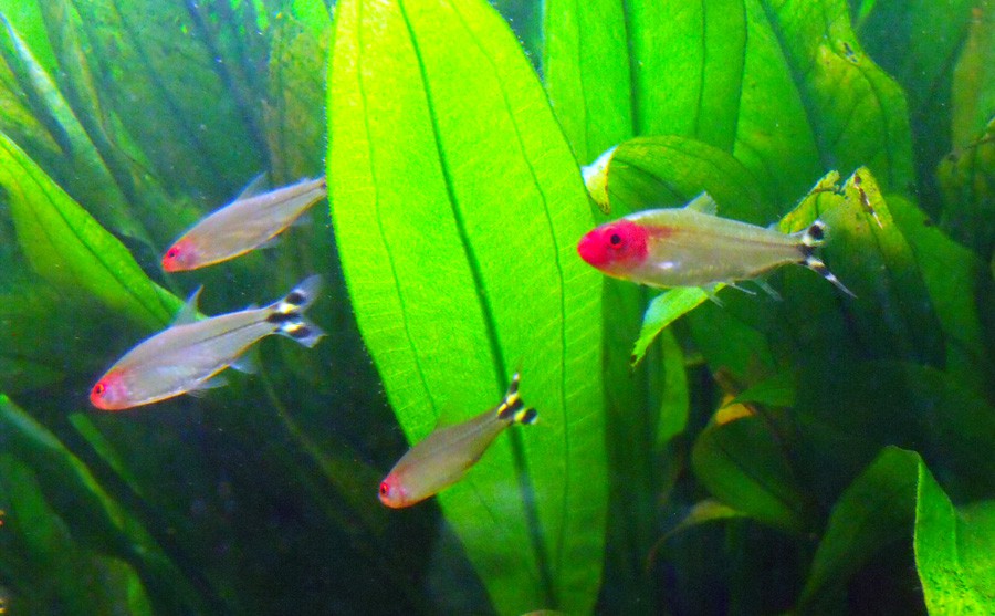 Hemigrammus Rhodostomus 5