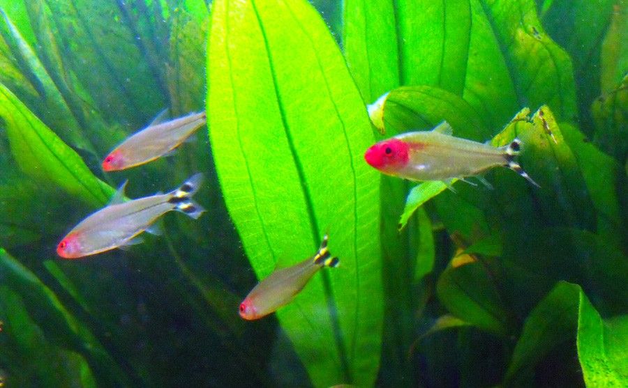 Hemigrammus Rhodostomus 5