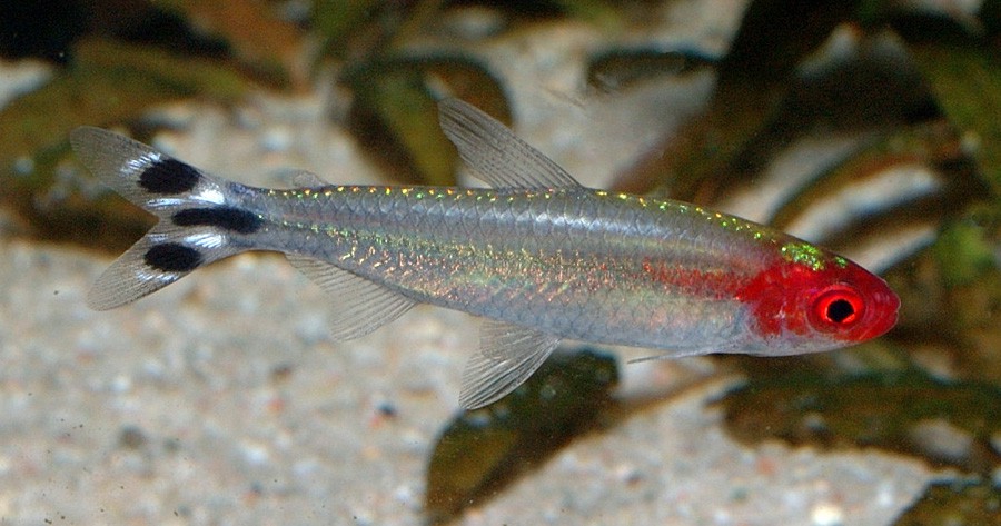 Hemigrammus Rhodostomus 6