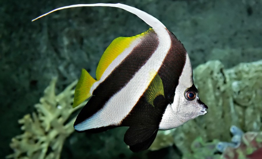 Heniochus Acuminatus 2