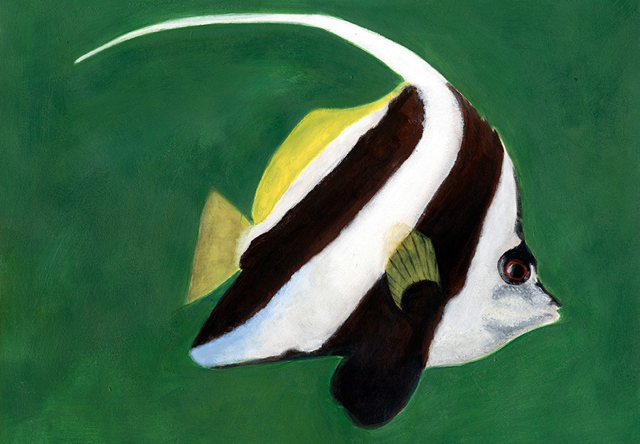 Heniochus Acuminatus 3