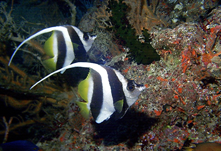 Heniochus Acuminatus 4