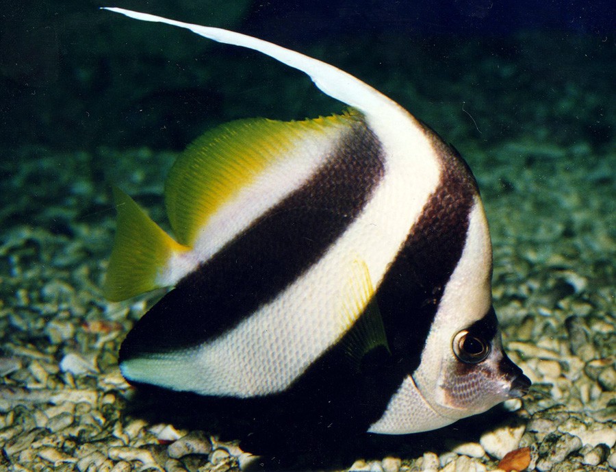Heniochus Acuminatus 5