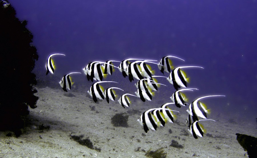 Heniochus Acuminatus 6
