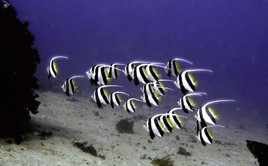 Heniochus Acuminatus 6