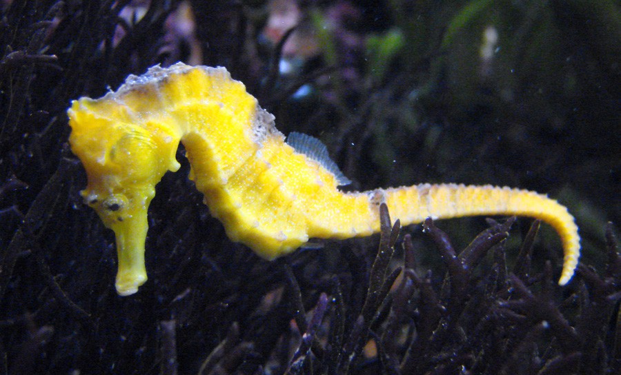 Caballito de Mar Amarillo