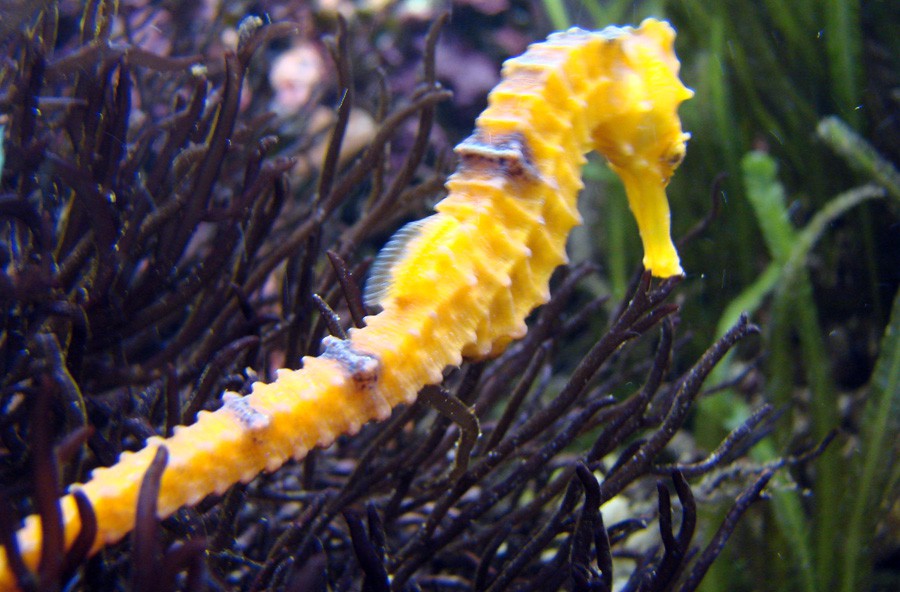 Hippocampus Reidi 2