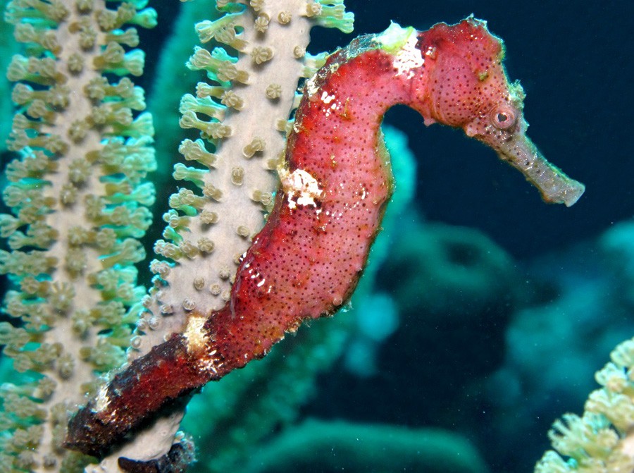 Hippocampus Reidi 3