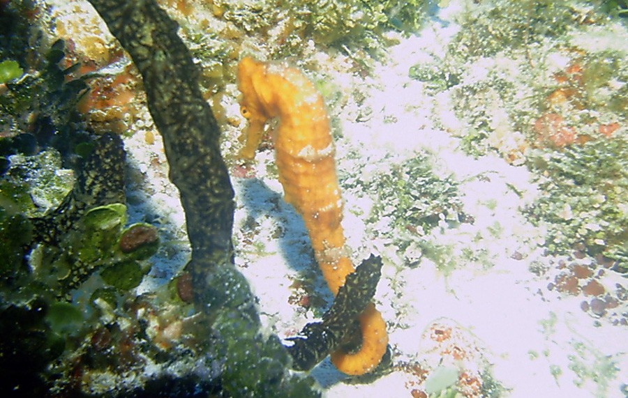 Hippocampus Reidi 4
