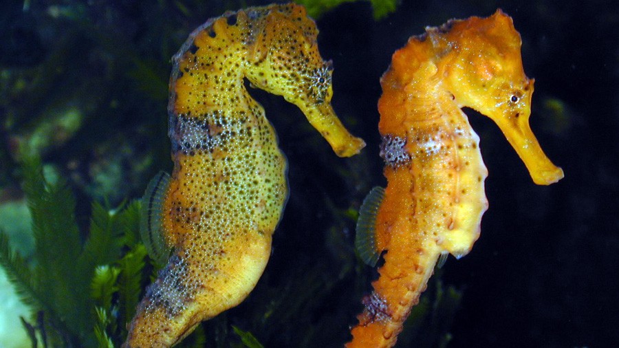 Hippocampus Reidi 5