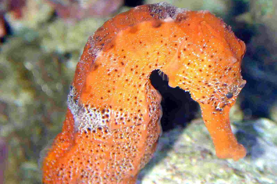 Hippocampus Reidi 6