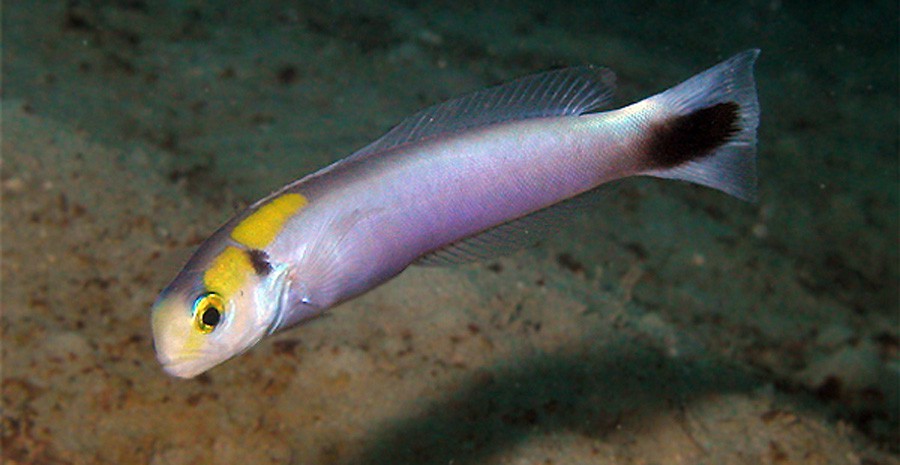 Perca Torpedo Manchada