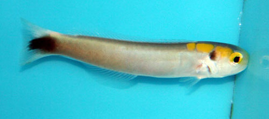 Hoplolatilus Fourmanoiri 2