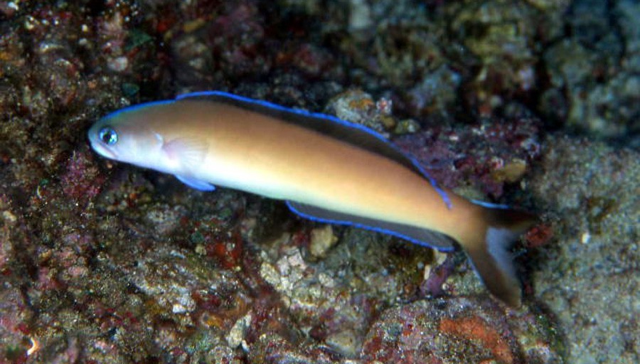 Hoplolatilus Fourmanoiri 3