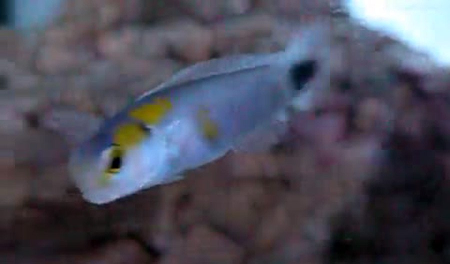Hoplolatilus Fourmanoiri 4