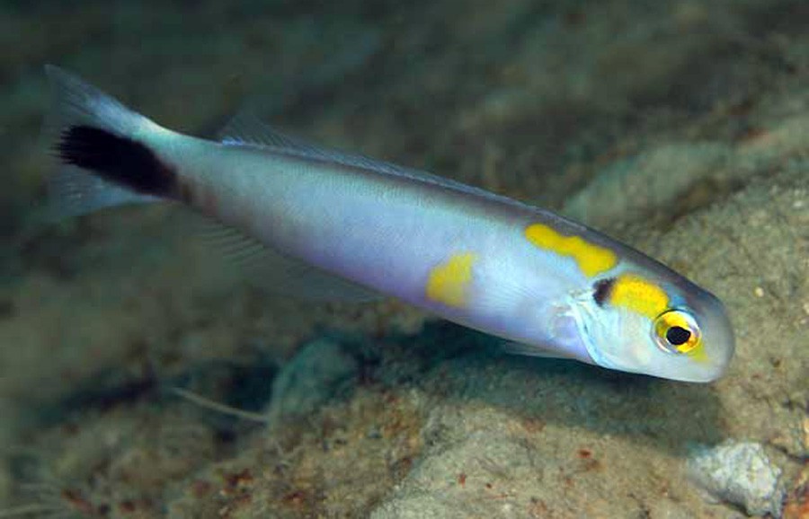 Hoplolatilus Fourmanoiri 5