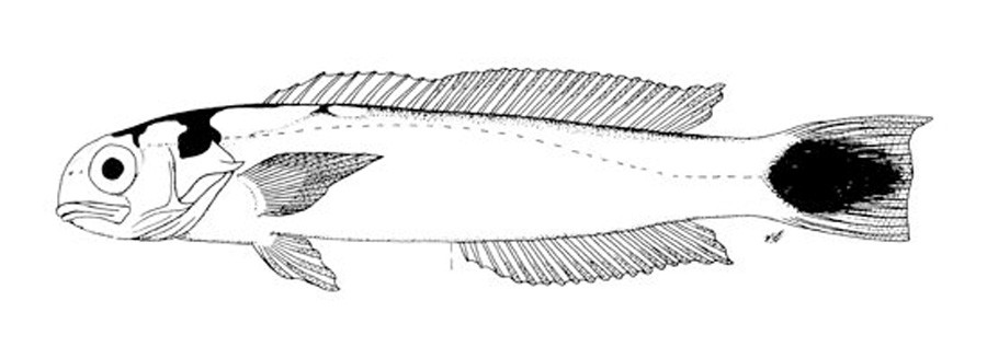 Hoplolatilus Fourmanoiri 6