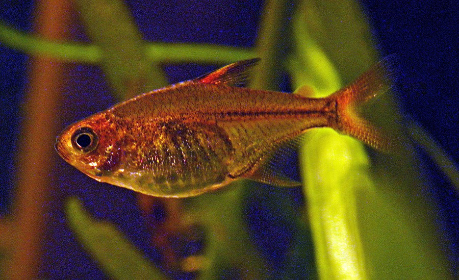 Hyphessobrycon Amandae
