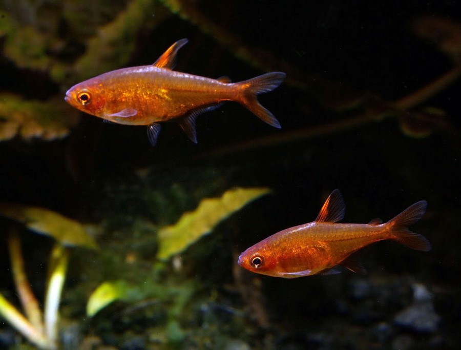 Hyphessobrycon Amandae 2
