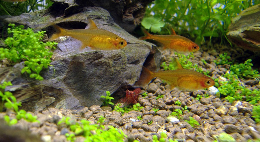 Hyphessobrycon Amandae 3