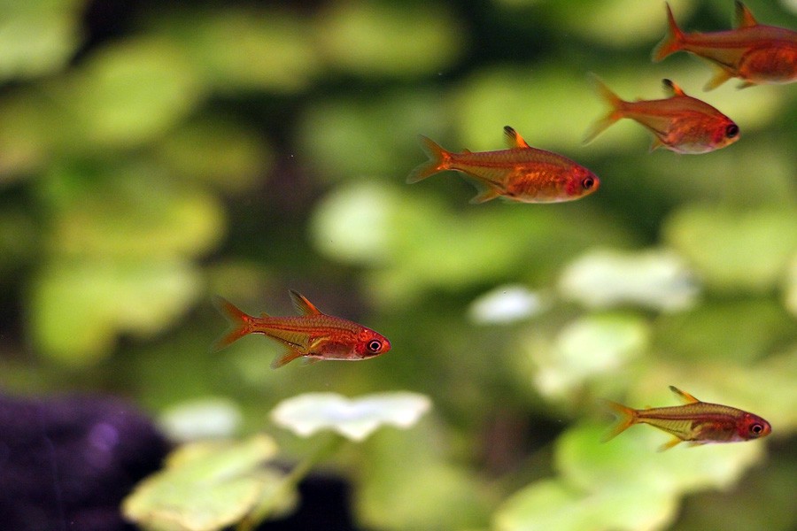 Hyphessobrycon Amandae 4