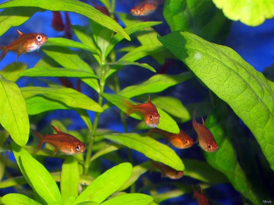 Hyphessobrycon Amandae 5