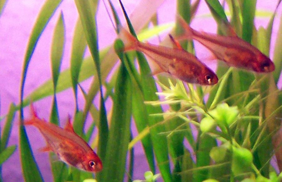 Hyphessobrycon Amandae 6