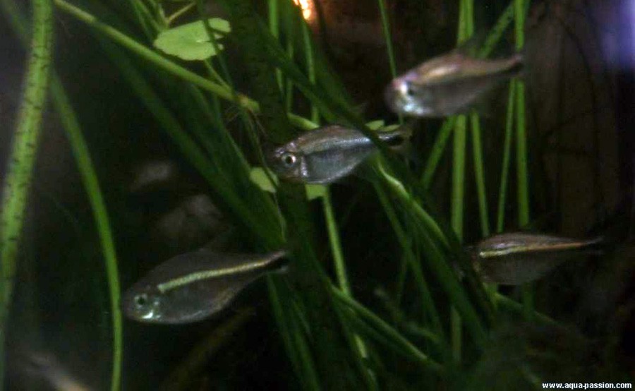 Hyphessobrycon Eos