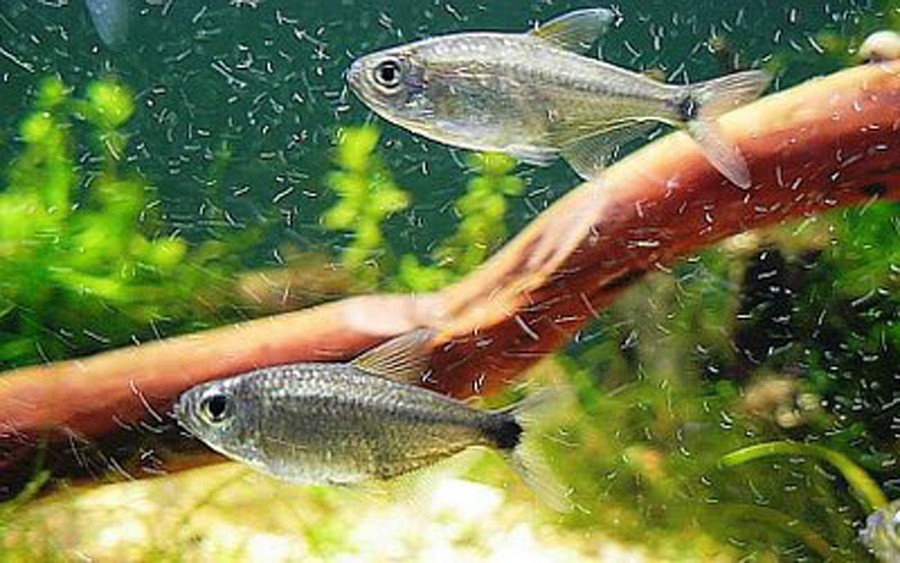 Hyphessobrycon Eos 2