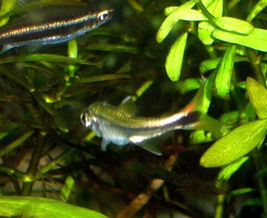 Hyphessobrycon Eos 3