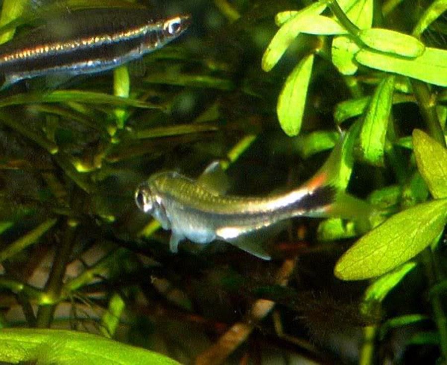 Hyphessobrycon Eos 3