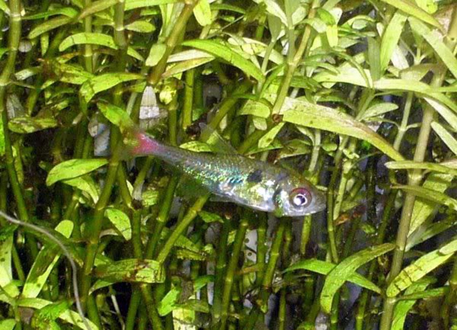 Hyphessobrycon Eos 4
