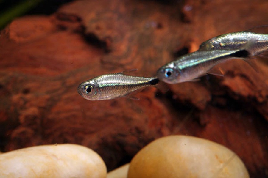 Hyphessobrycon Eos 5