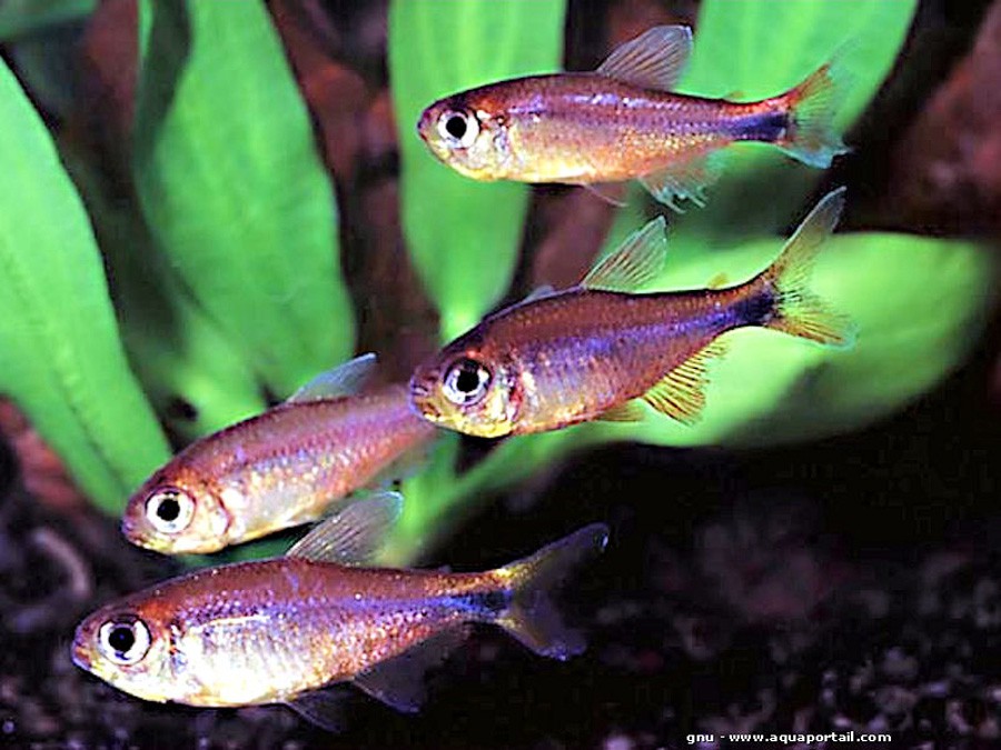 Hyphessobrycon Eos 6