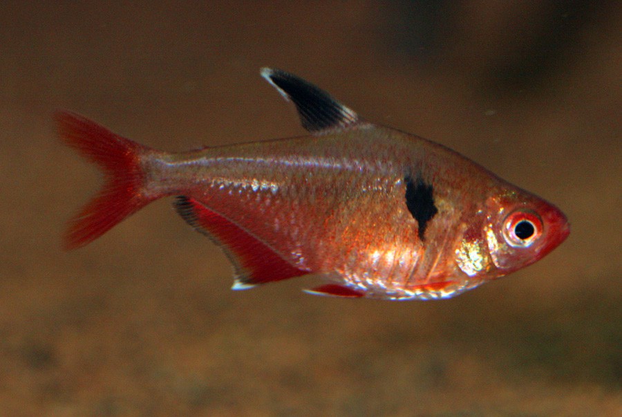 Hyphessobrycon Eques