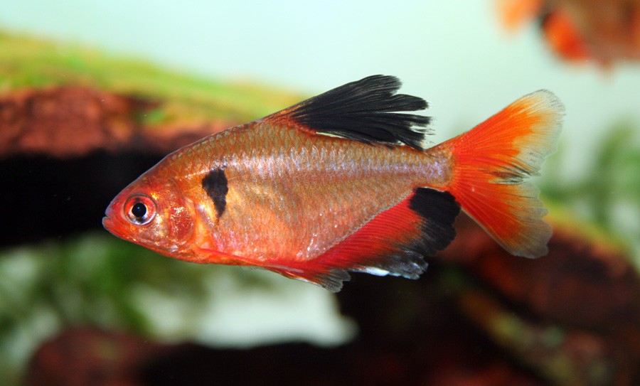 Hyphessobrycon Eques 2