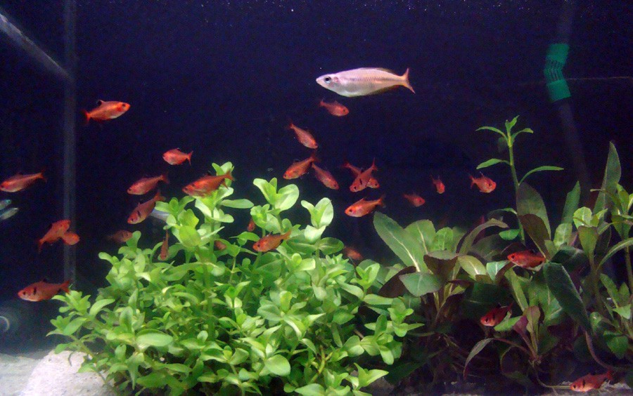 Hyphessobrycon Eques 3
