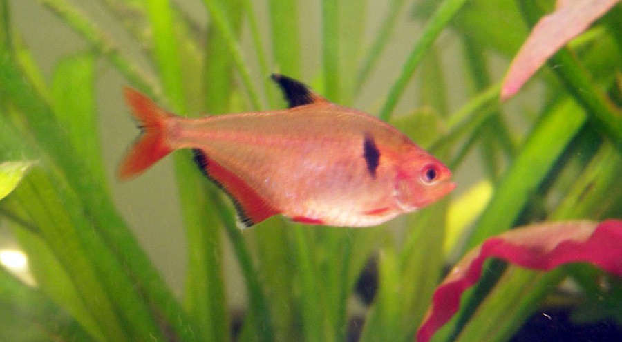Hyphessobrycon Eques 4