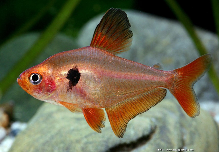 Hyphessobrycon Eques 5