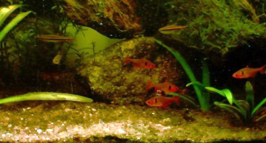 Hyphessobrycon Eques 6