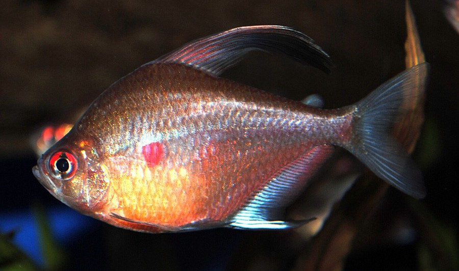 Hyphessobrycon Erythrostigma 2
