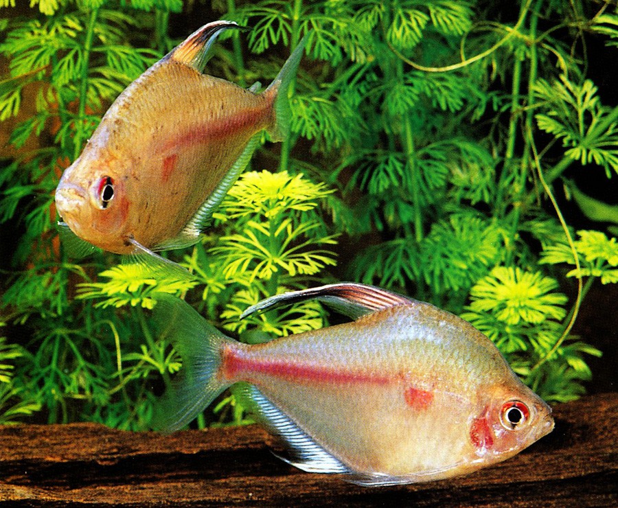 Hyphessobrycon Erythrostigma 3