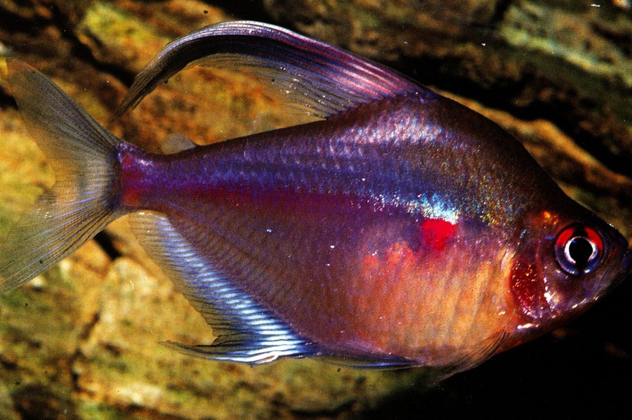 Hyphessobrycon Erythrostigma 4