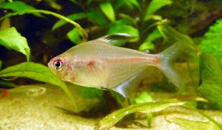 Hyphessobrycon Erythrostigma 5
