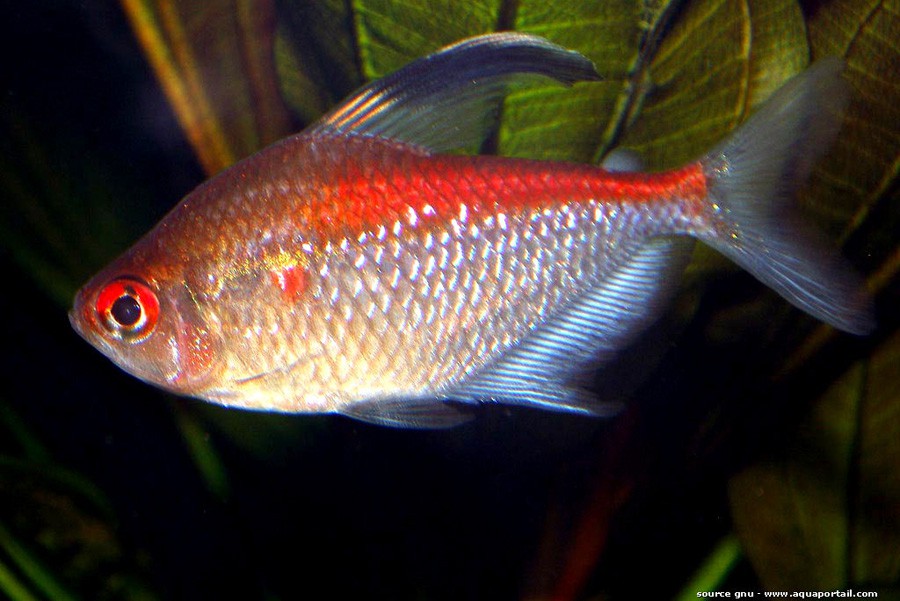 Hyphessobrycon Erythrostigma 6