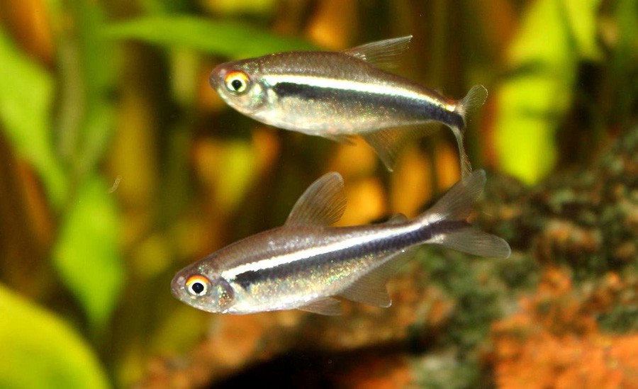 Tetra Neón Negro